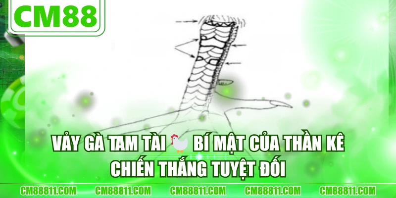 Vảy Gà Tam Tài 🐓 Bí Mật Của Thần Kê, Chiến Thắng Tuyệt Đối